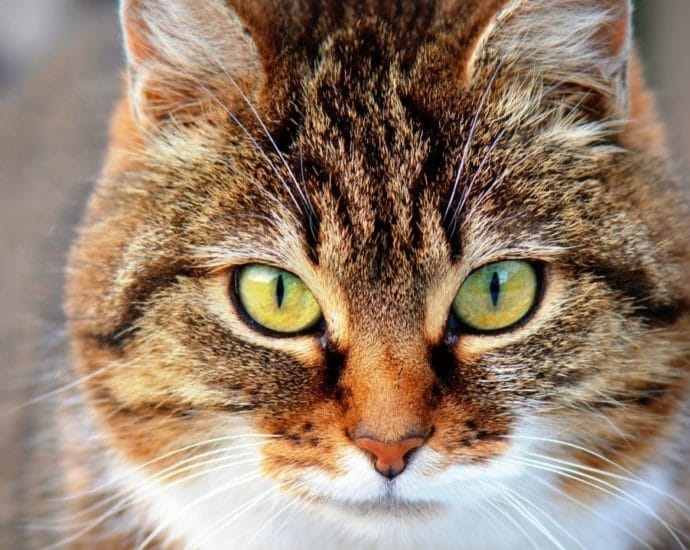 WOH: Katzen-Hasser in Niederelsungen? – Polizei sucht Zeugen