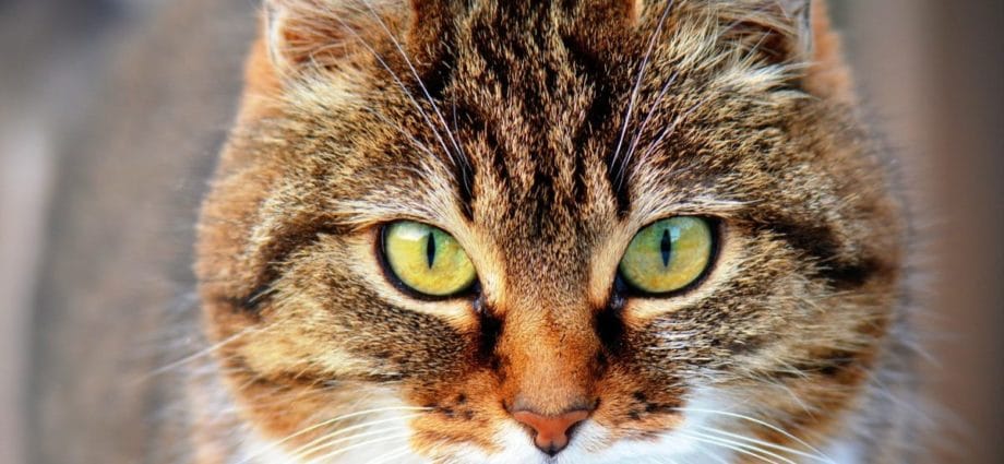 WOH: Katzen-Hasser in Niederelsungen? – Polizei sucht Zeugen