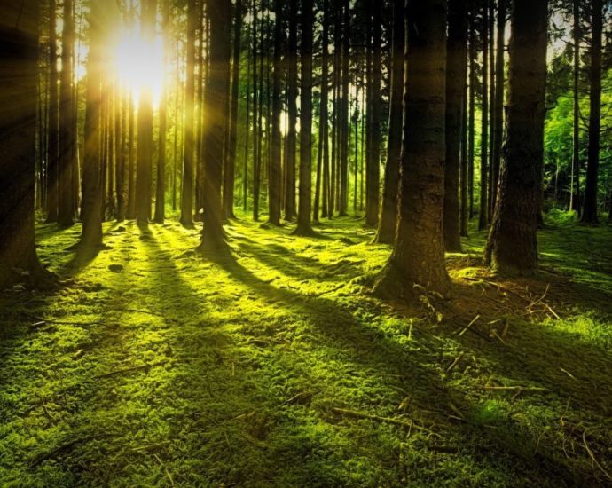 Mit einer guten Idee den heimischen Wald retten – Hanau plant Kooperation mit Planet Tree