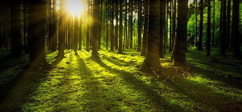 Mit einer guten Idee den heimischen Wald retten – Hanau plant Kooperation mit Planet Tree
