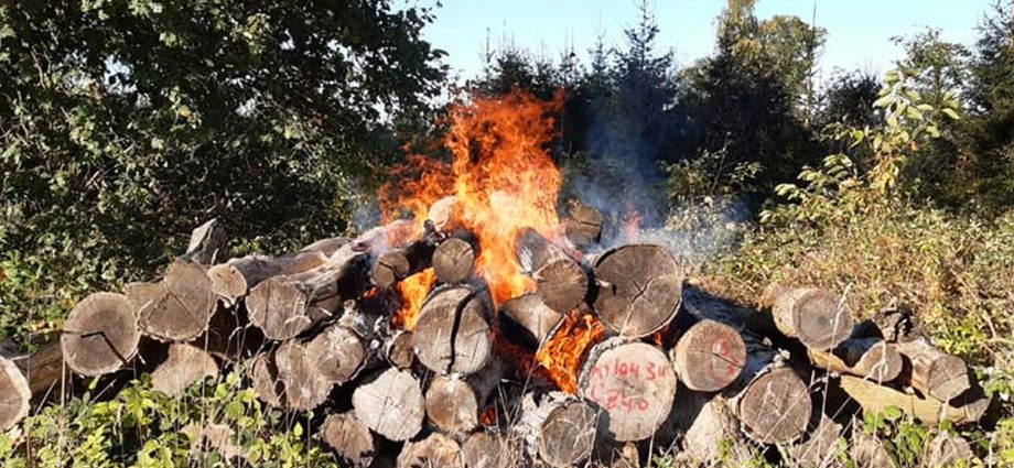 Brandstifter? – Zwei Holzstapel brannten bei Volkmarsen