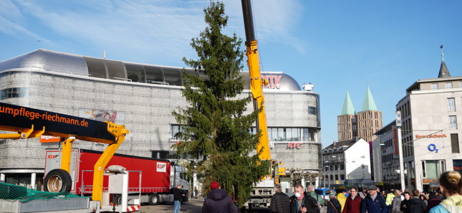 Märchenweihnachtsmarkt: Der Kasseler Weihnachtsbaum kommt aus Niedenstein (VIDEO)