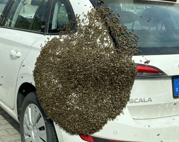 Bienenschwarm macht Pause am Auto