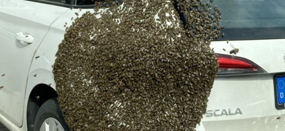 Bienenschwarm macht Pause am Auto
