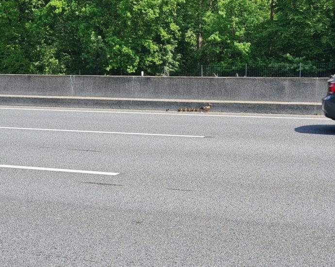 Polizei sperrt A67 für Entenfamilie