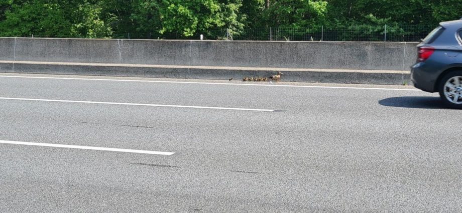 Polizei sperrt A67 für Entenfamilie