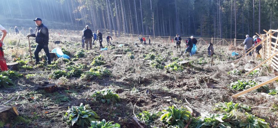 Umweltaktion: 2.000 Ahornbäume für den Stadtwald in Melsungen