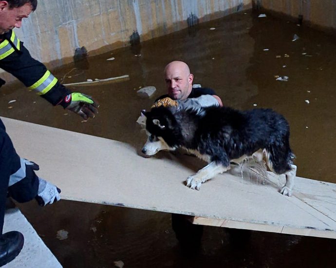 Passanten hören Hundejaulen – Husky aus Rohbau gerettet