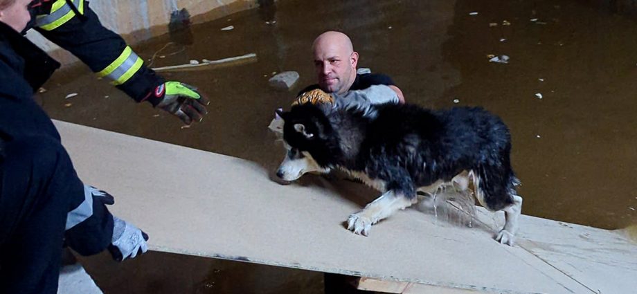Passanten hören Hundejaulen – Husky aus Rohbau gerettet