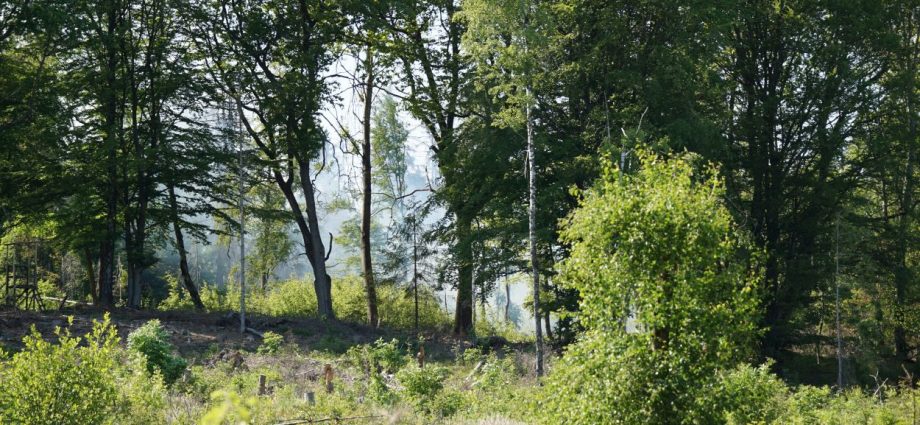 Polizei ermittelt zwei Tatverdächtige nach Waldbrand im Habichtswald